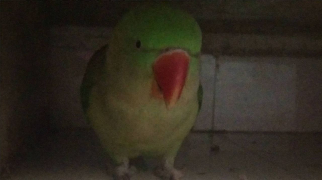 My cute parrot 😊😊😊