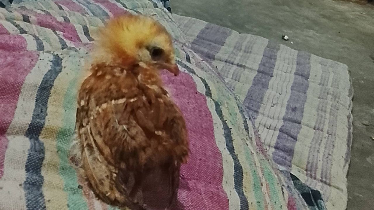 Chick