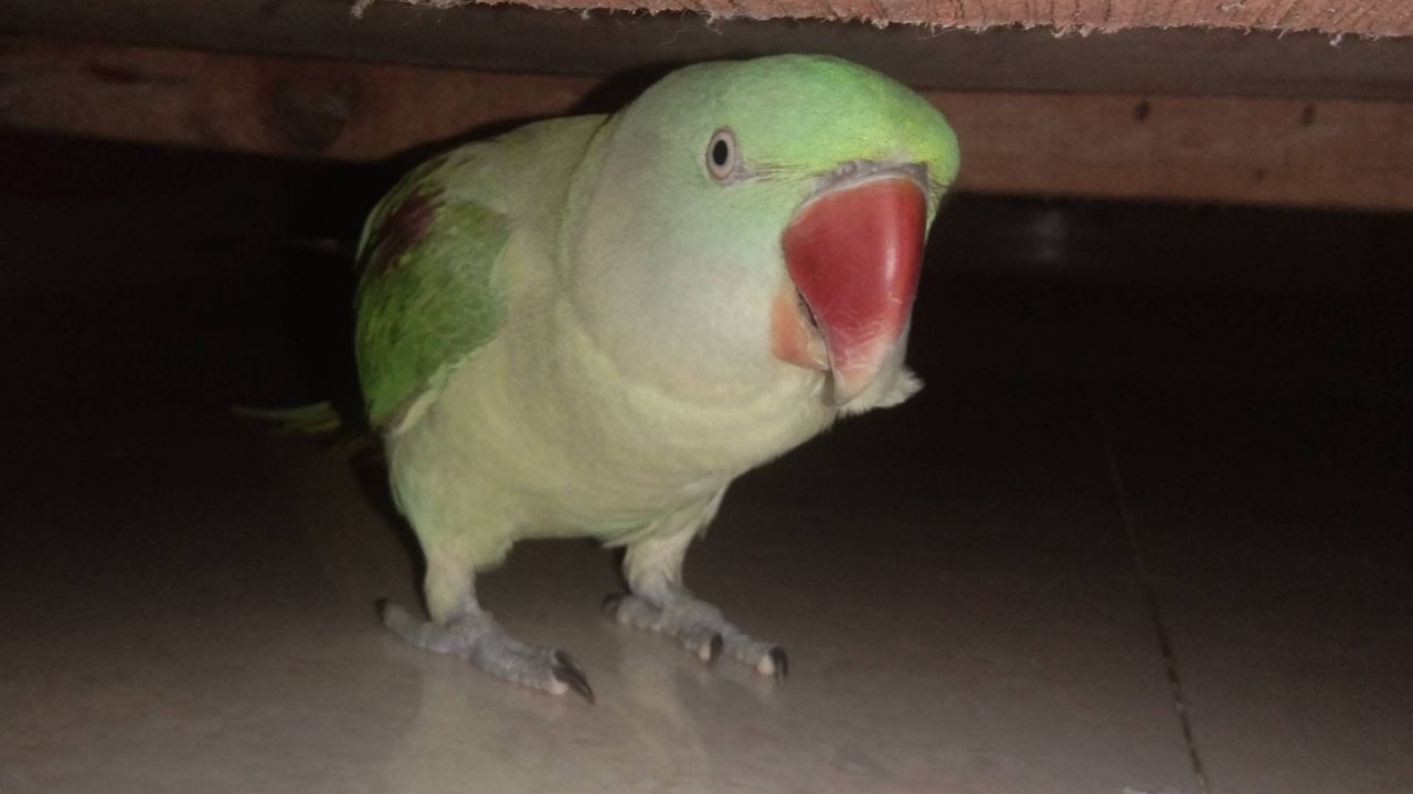 My parrot laddu #bideo