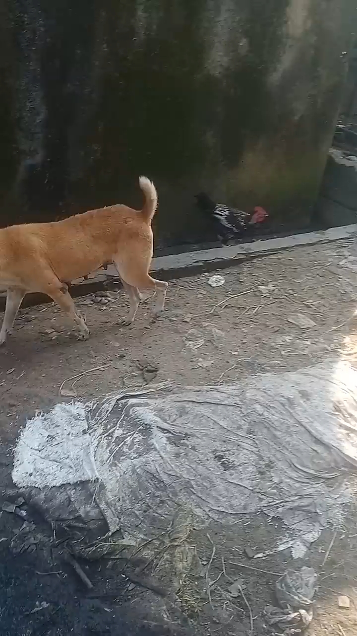 #hungry #dog #hungry💯 #feeding 🥺them #humanity #fypシ💔