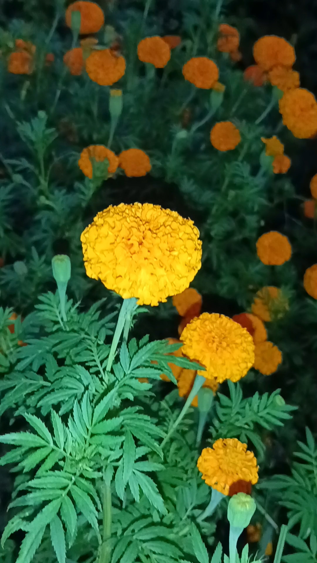 Genda phool sell