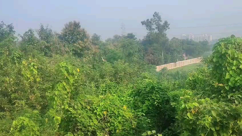 Nature 🍀