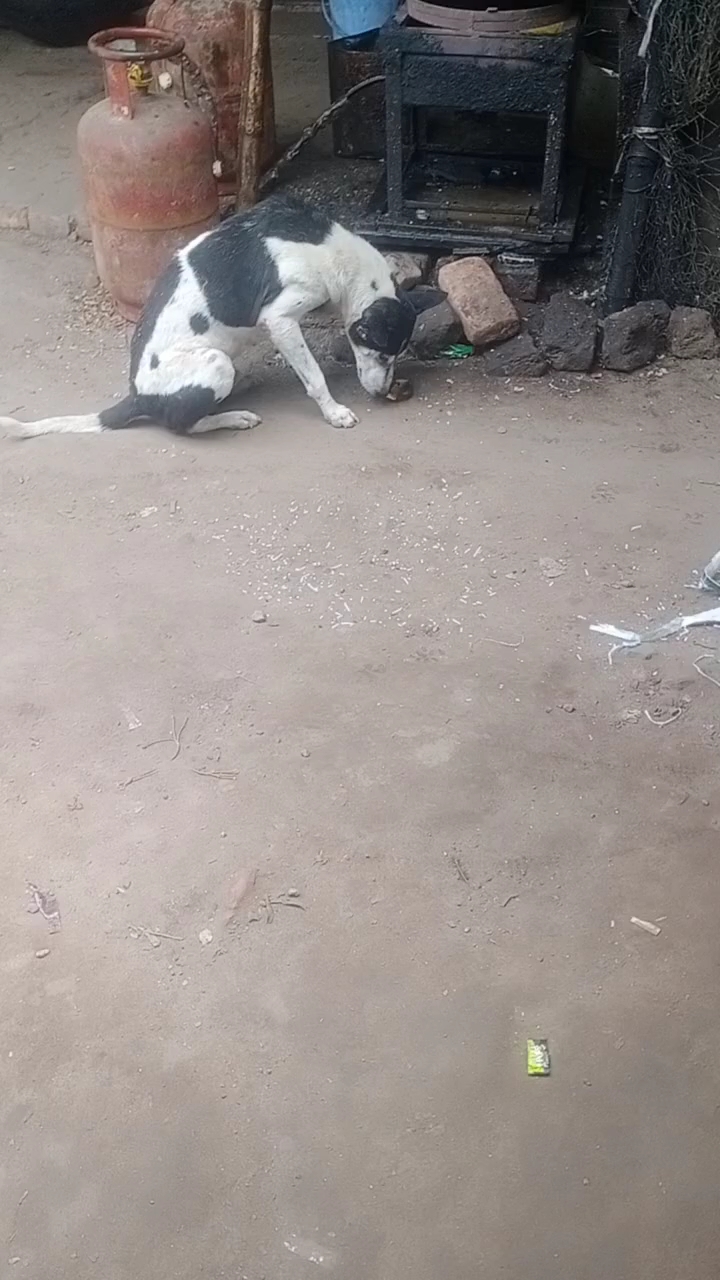 #how hungry #i love dog 💯 #feeding 🥺them #humanity💔 #fypシ