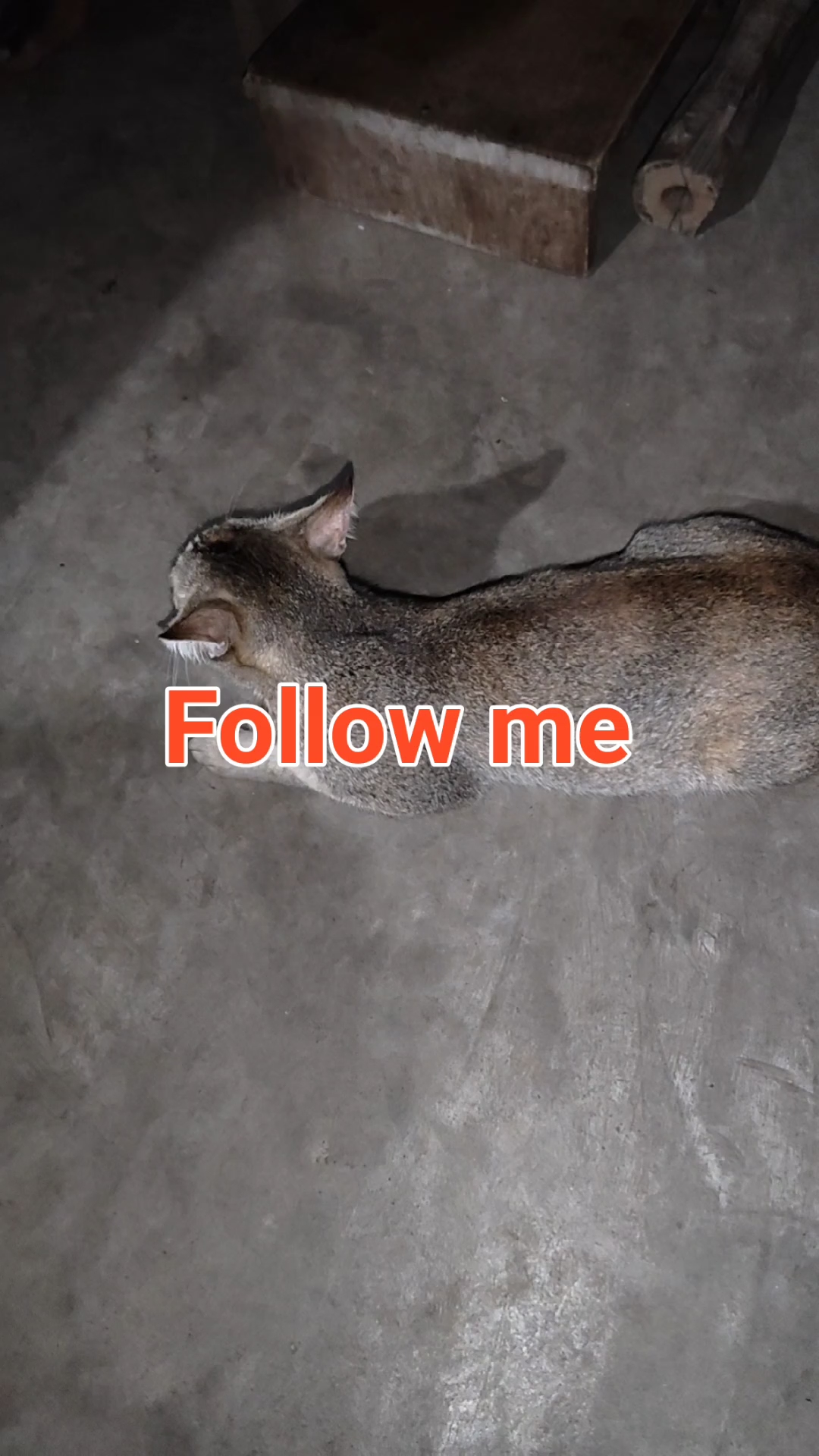 Cat 🐈😺