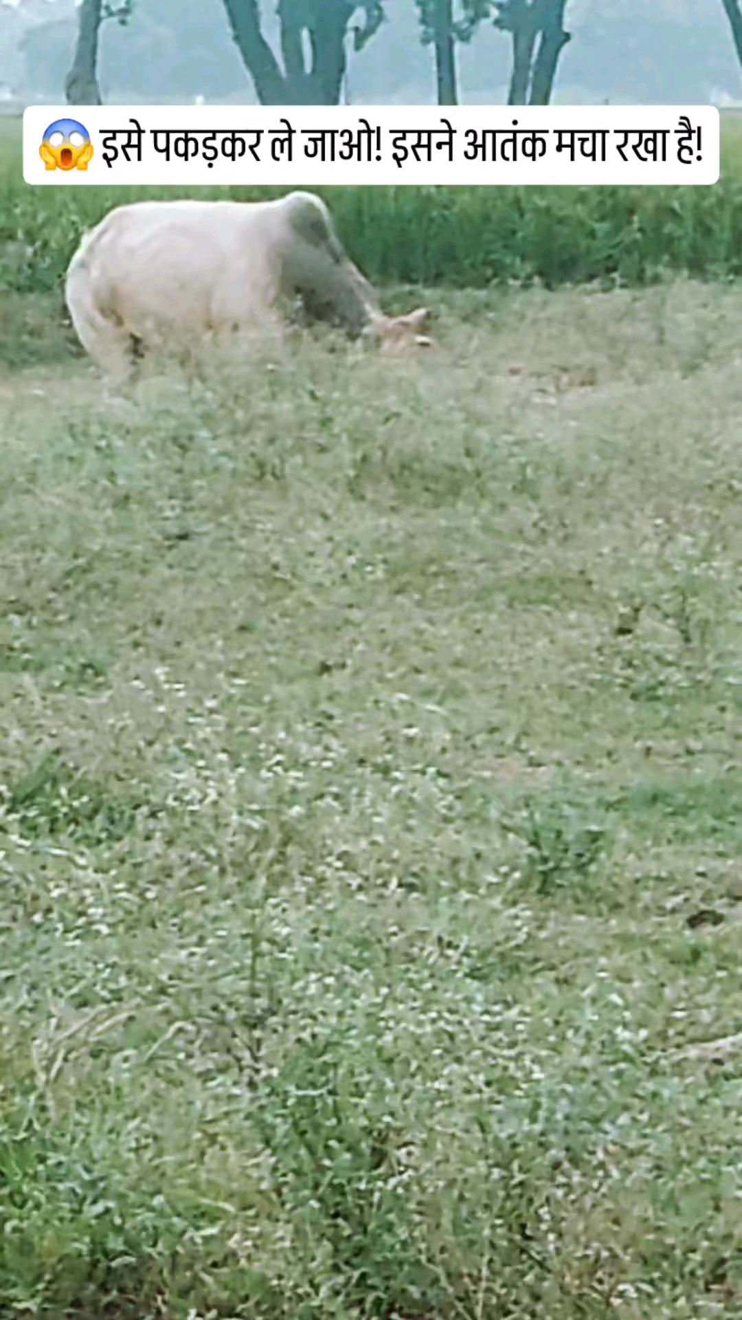 😱 इसे पकड़कर ले जाओ! इसने तो आतंक मचा रखा है 😂🐂