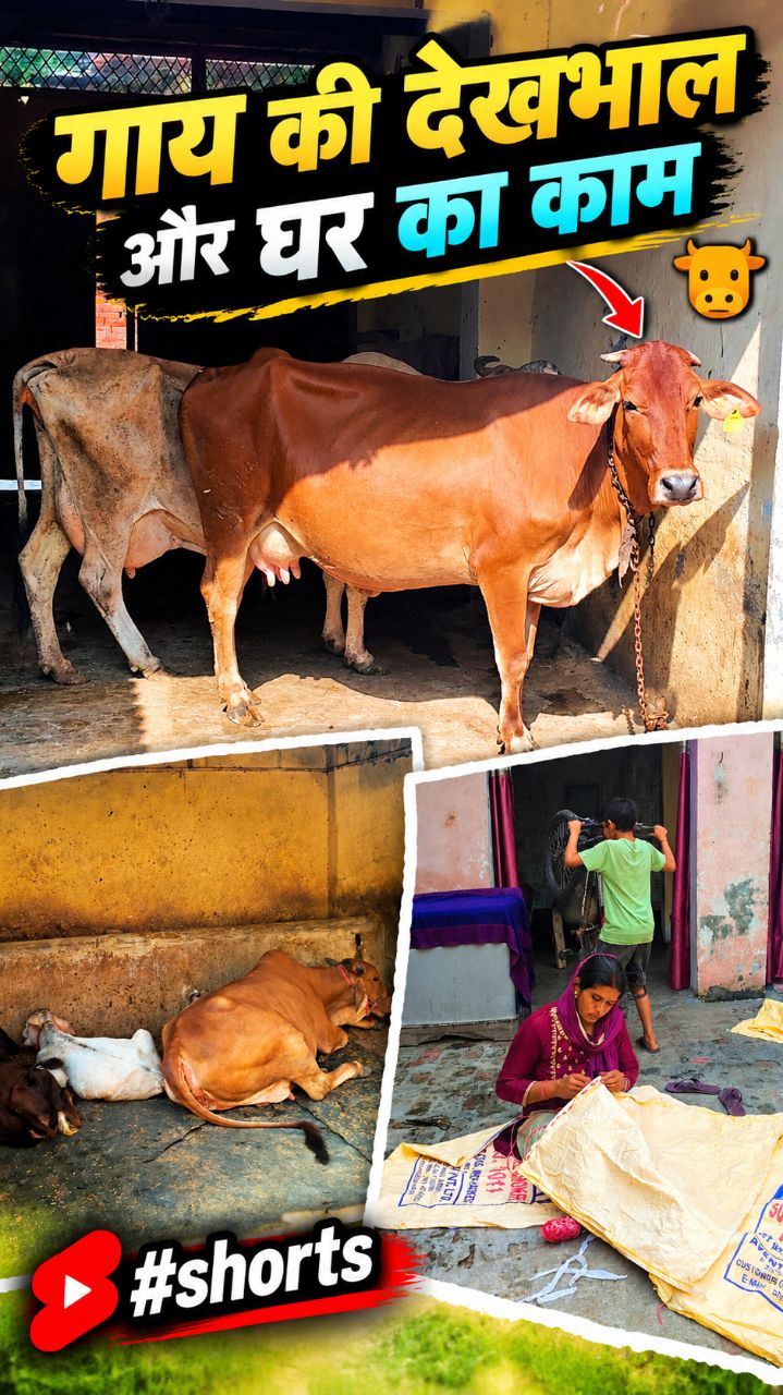 🐄 गाय की देखभाल और घर का काम ❤️ | देसी गाँव की जिंदगी #shorts