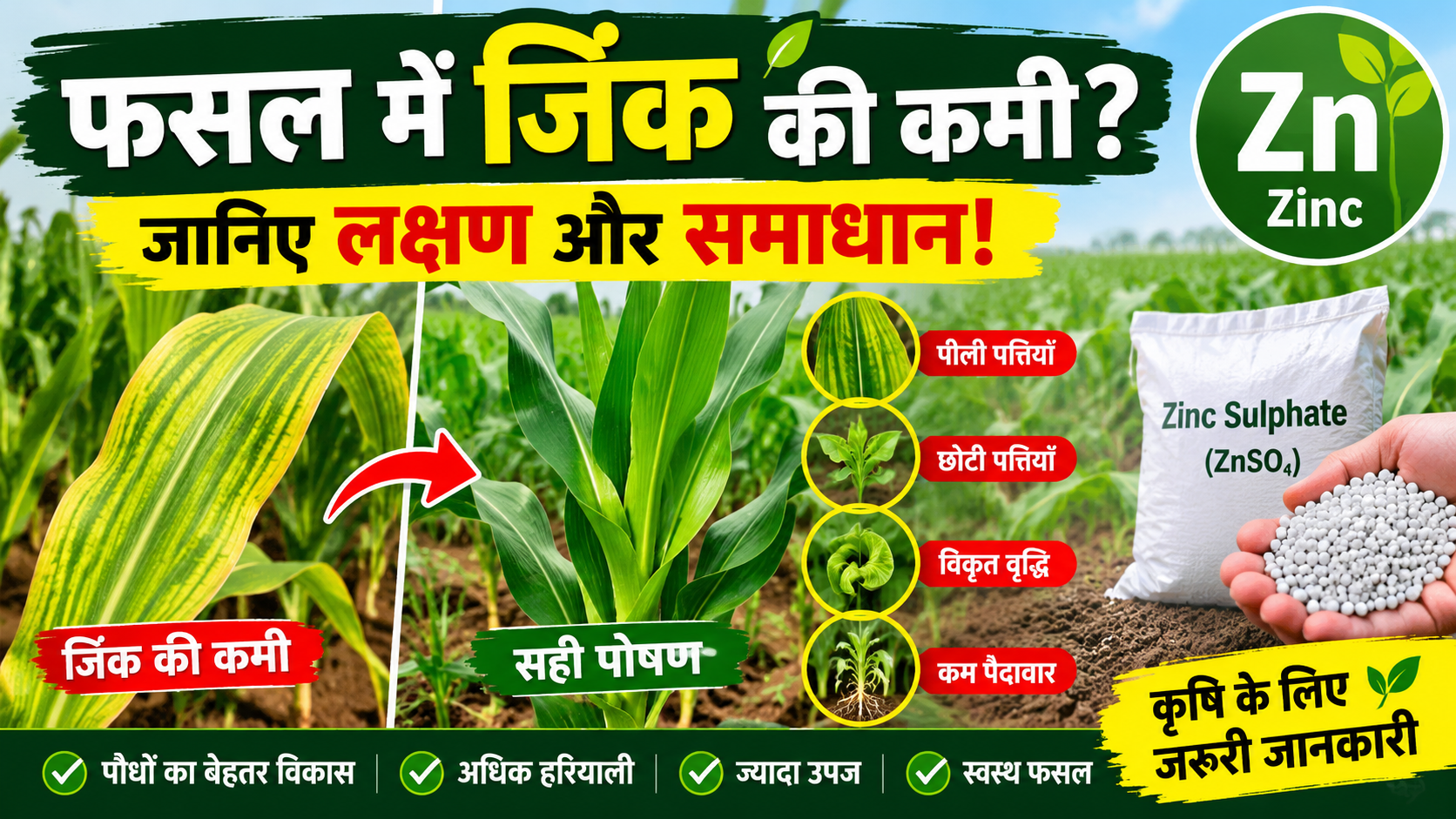 🌱 Zinc Deficiency in Plants | फसलों में जिंक की कमी के लक्षण और समाधान 🌾