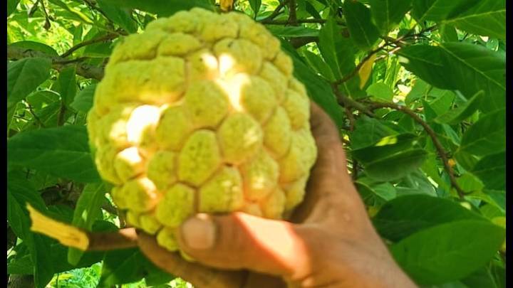 Fruit bissness