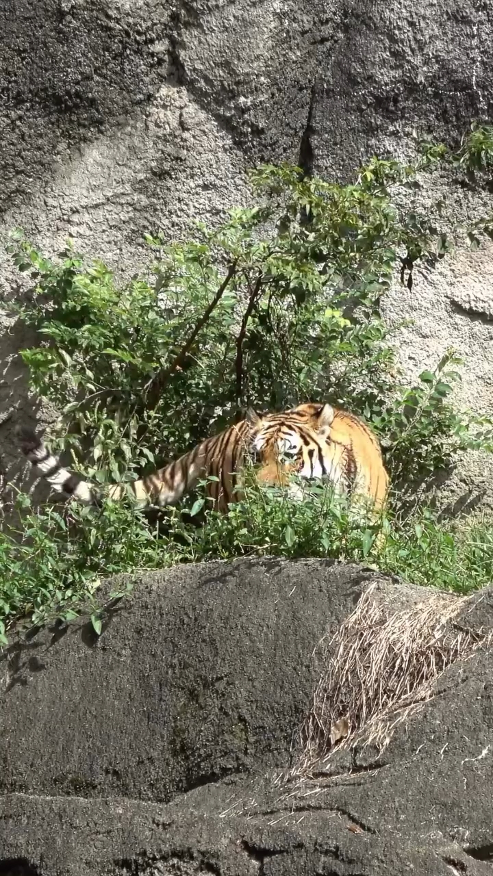Real tiger in forest