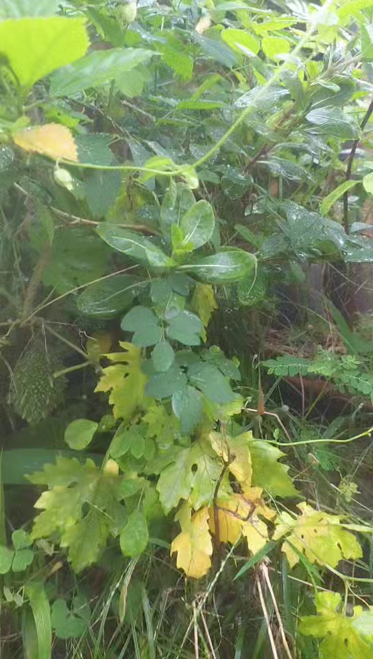 🌱 एक छोटी-सी शुरुआत, और उम्मीद ढेर सारी! क्या मेरे करेले के बीजों से पौधे निकलेंगे? 😍