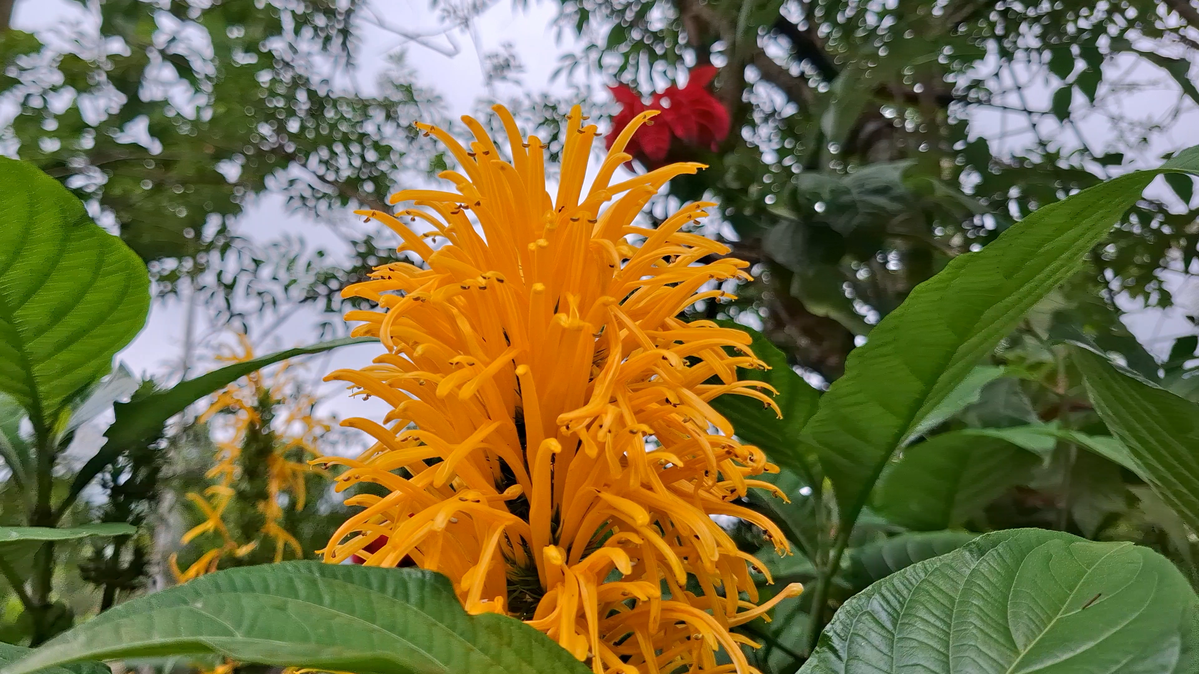 My room flowers 🌺 bideo viral karo