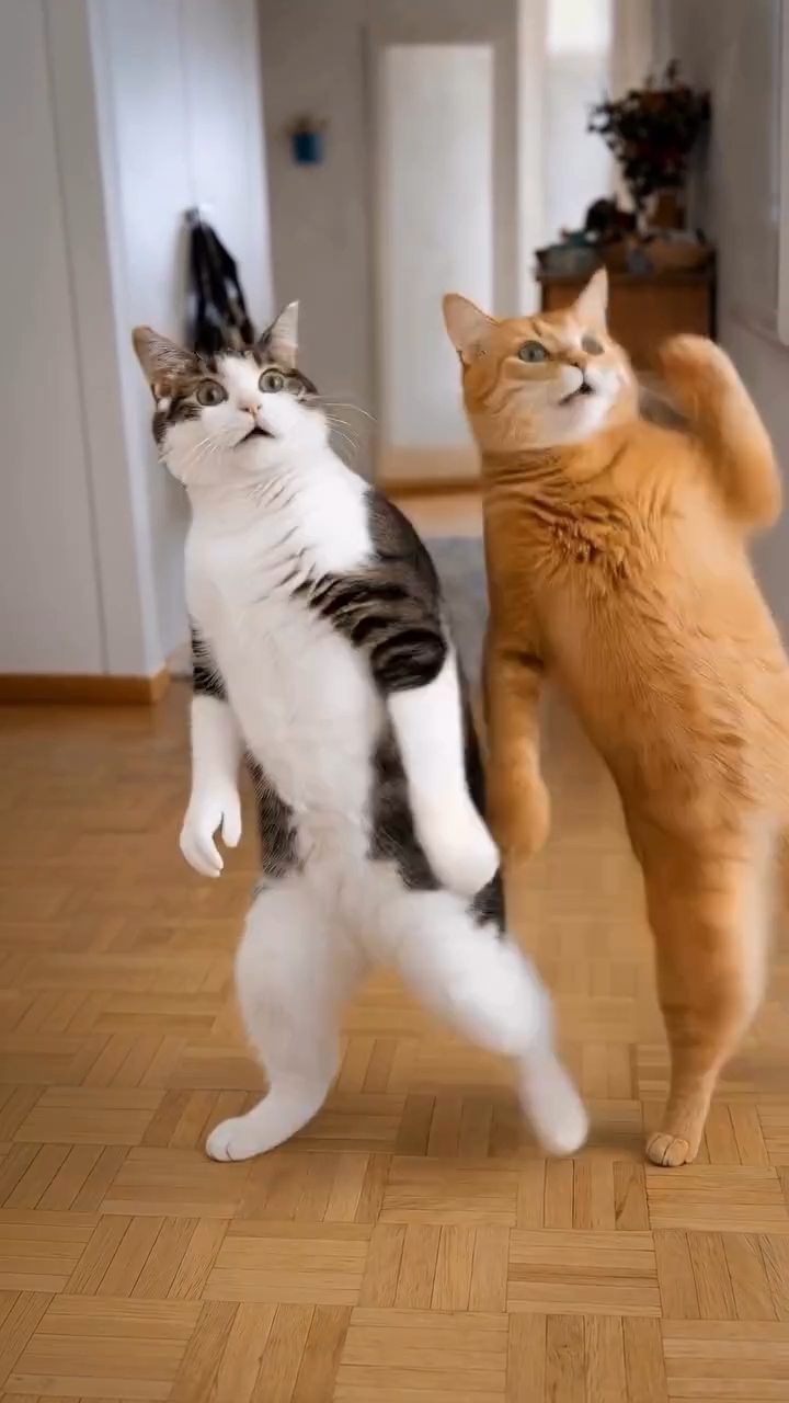Cat dance blood mood