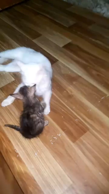 Cat and her mother