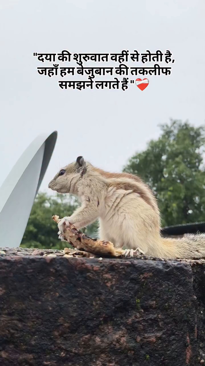 💯❤️‍🔥🙏 #shayari #video
