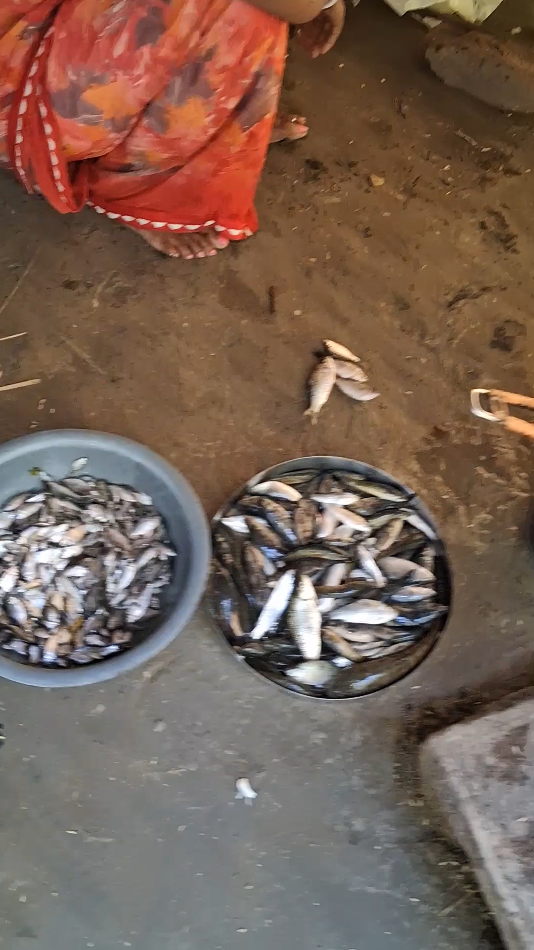 Gav ka fish 🐟