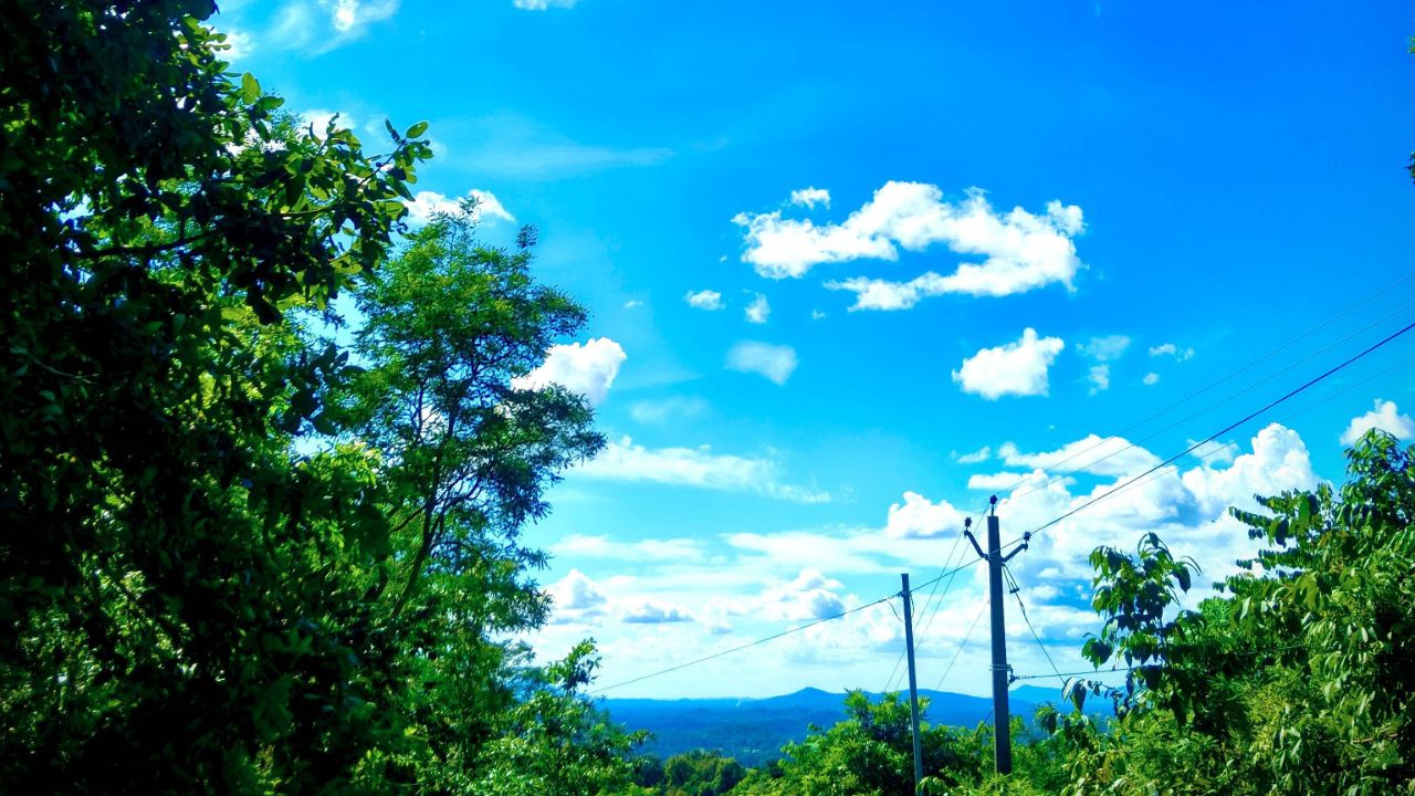 Blue sky 🌍🌲