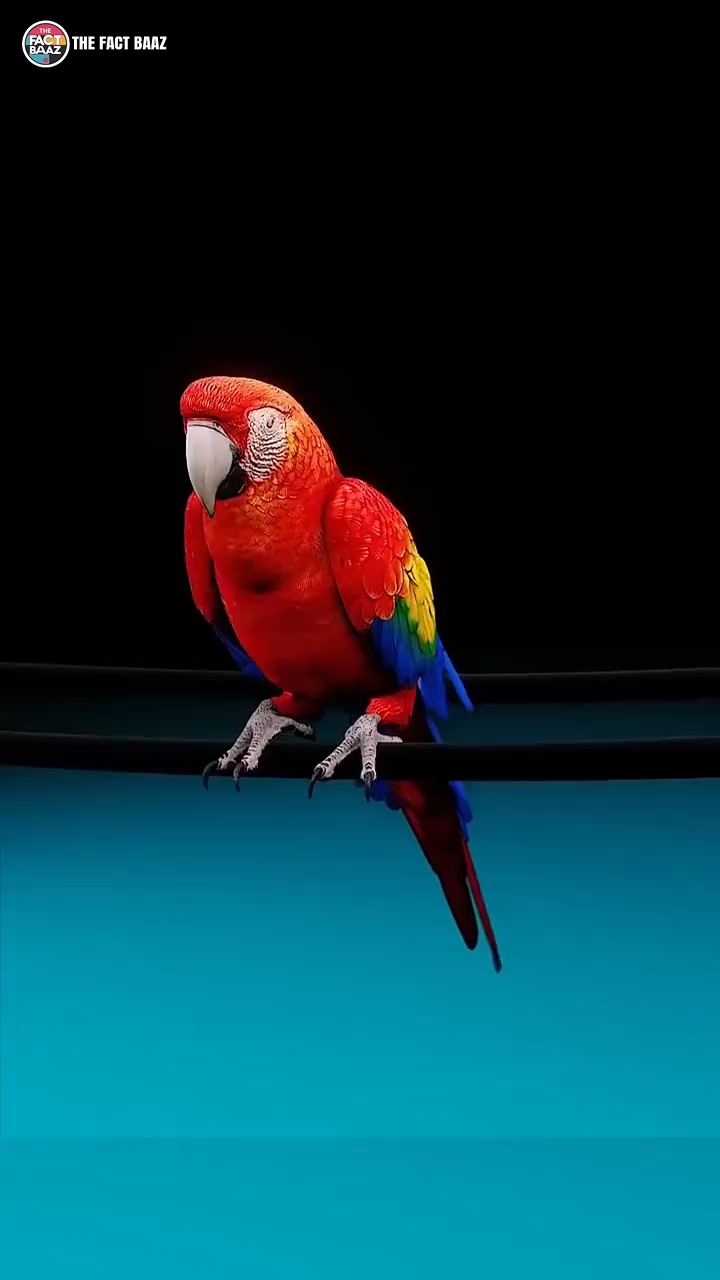 animation