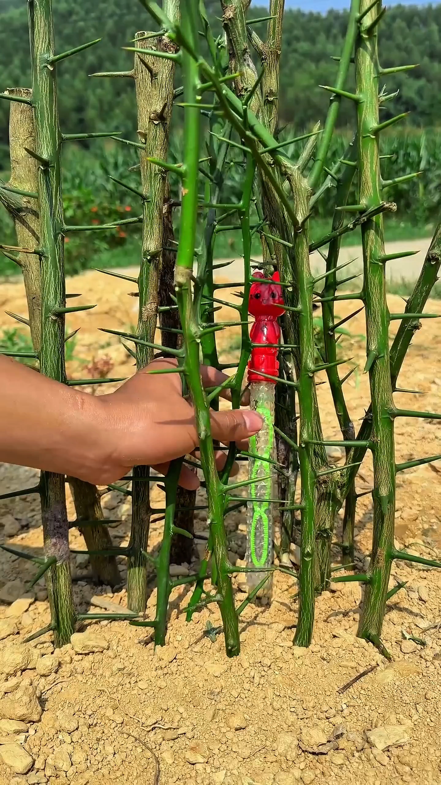 Survival Skills: SMART idea and USEFUL #bushcraft #camping #outdoors #survival