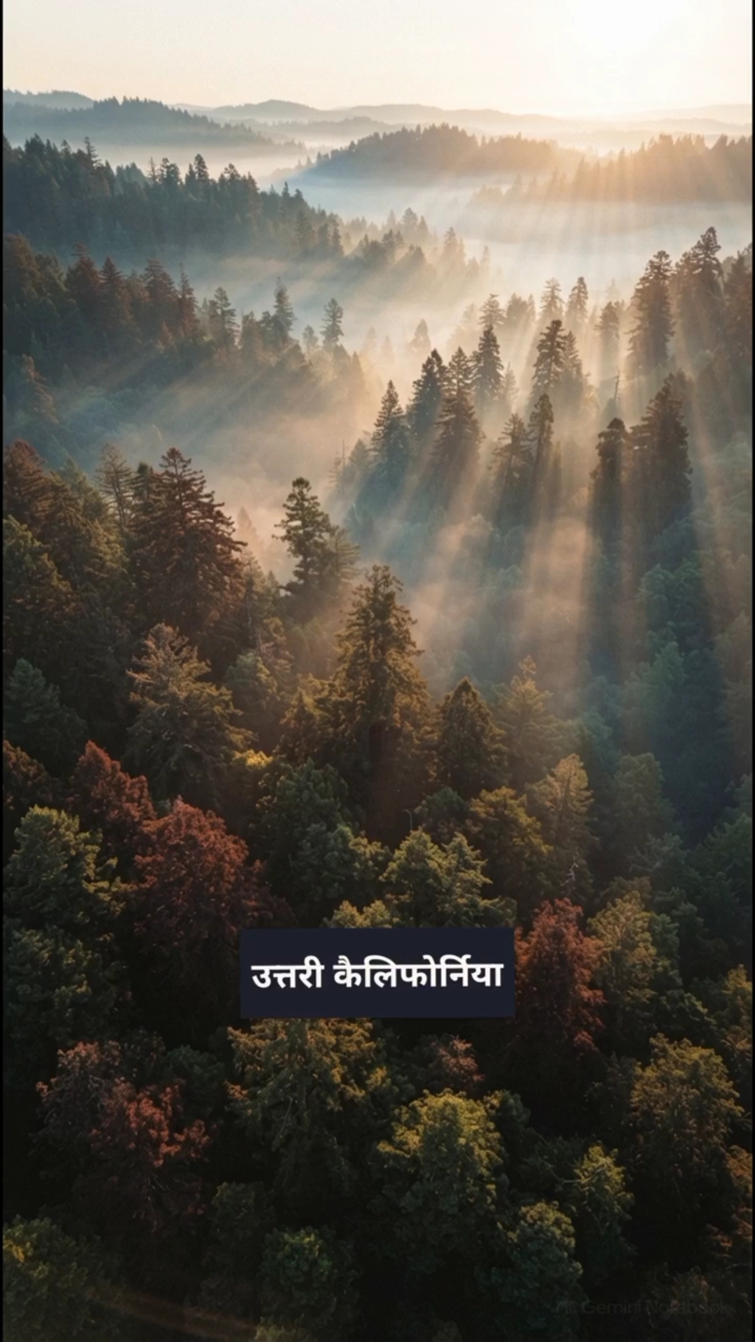दुनिया का सबसे ऊँचा पेड़ 😱🌲 | 100 मीटर से भी ज्यादा ऊँचा! #Shorts