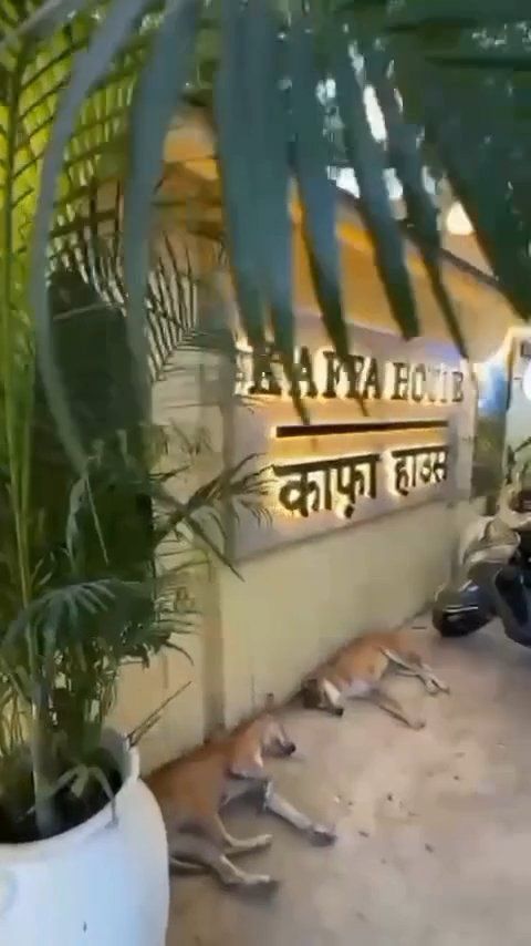 Post by Italian Bihari on Bideo