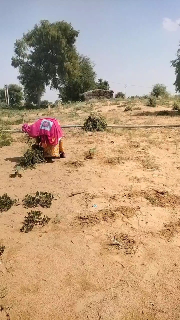 The farming