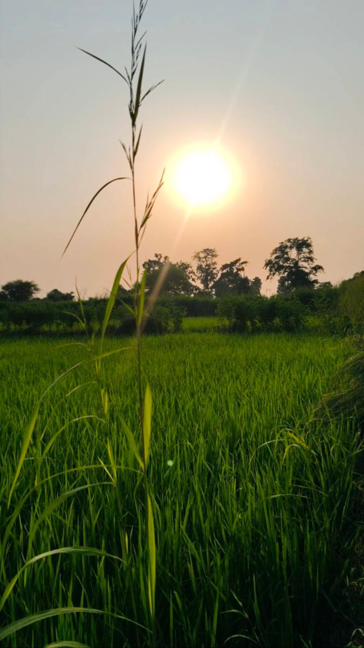 “जहाँ सूरज भी ठहरकर नज़ारा देखे 🌅🌾✨”
#trending#short#bideo#nature#