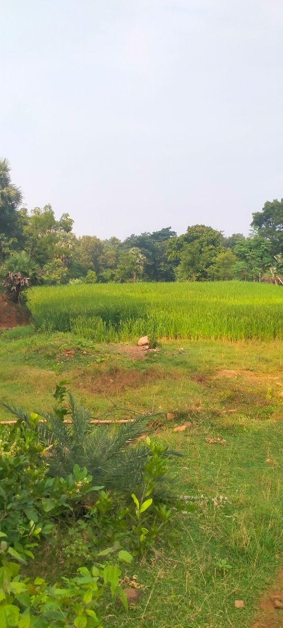 Post by Desi nature 🌿 on Bideo