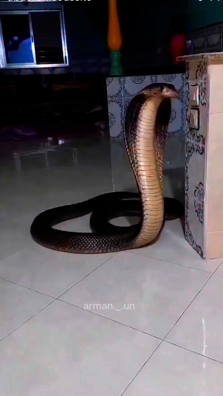 Funny video 📷 😂😂🤣 Arman