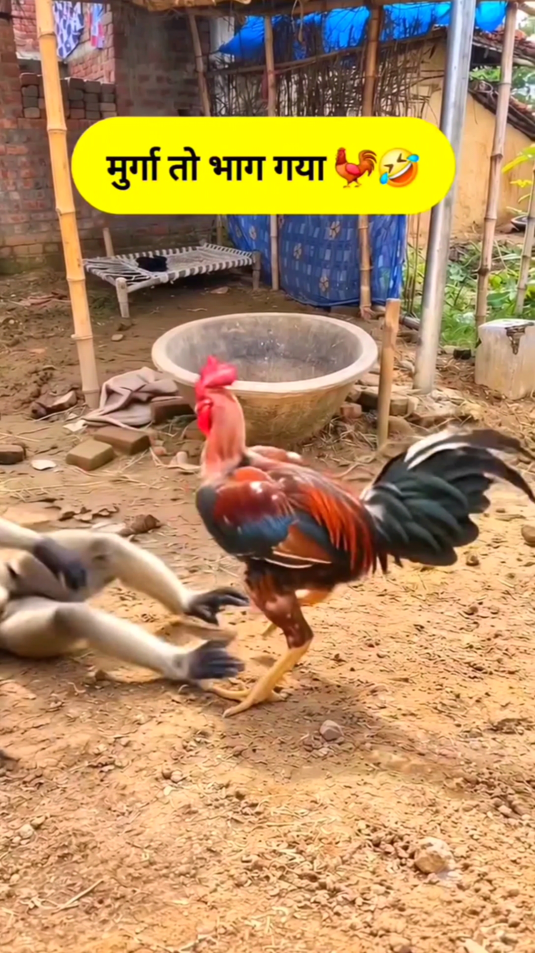 🐓मुर्गा तो 🐒😂भाग गया🤣 #monkeyshortsfunnyvideo  #BandarComedy #FunnyComedy #MurgaComedy #bandarco