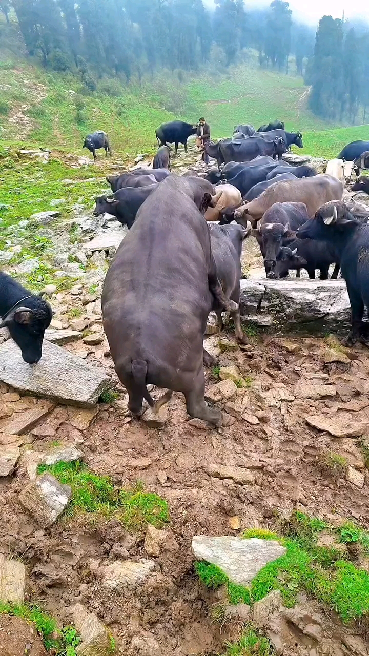 🐃 مشهد طبيعي من حياة الجاموس