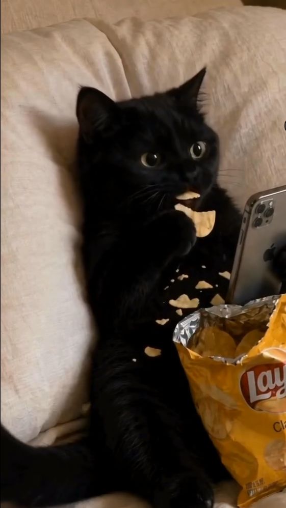 POV: Mom Catches You Snacking in Secret! 😂🐱🍟 
#trendingvideo #usareels #funnyreels