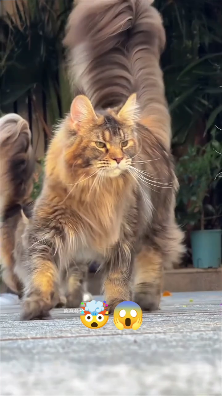 😼👑 Attitude Wali Billi Ka Royal Look 😎