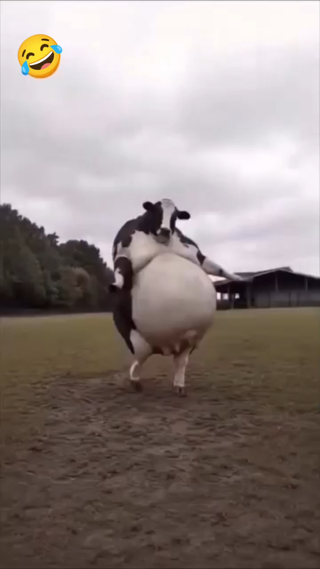 Weat 🤣🤣 comedy #funny #funny #shorts #video