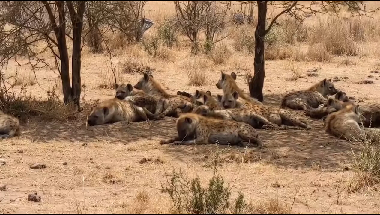 Wildlife animals