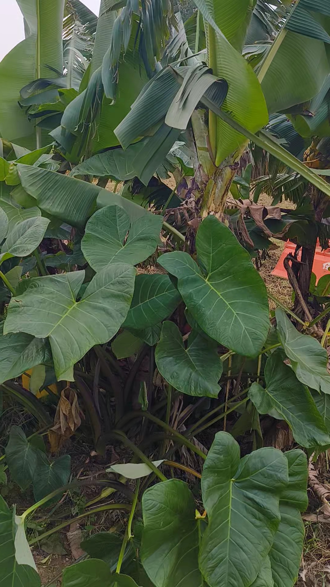 Farming 🫛🥦