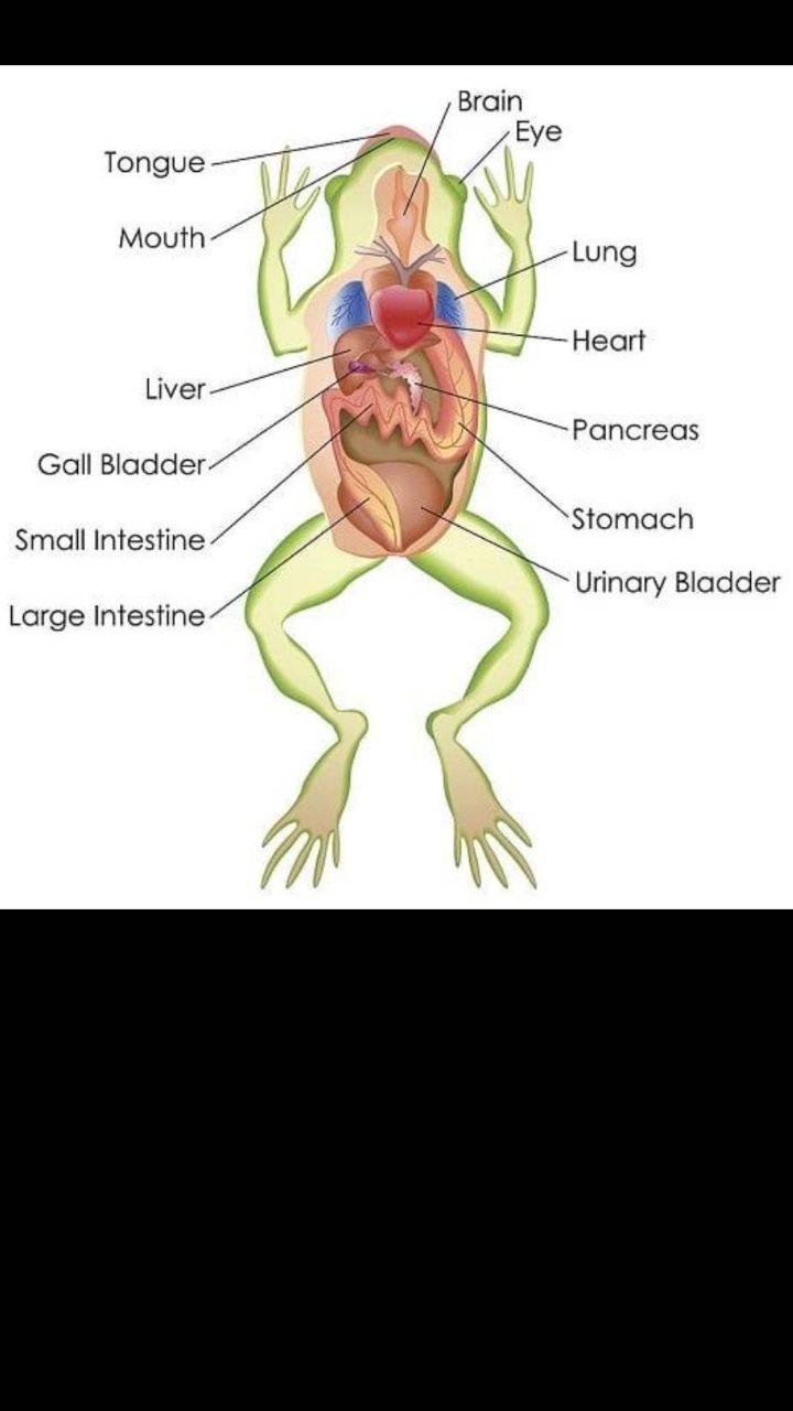 Bio