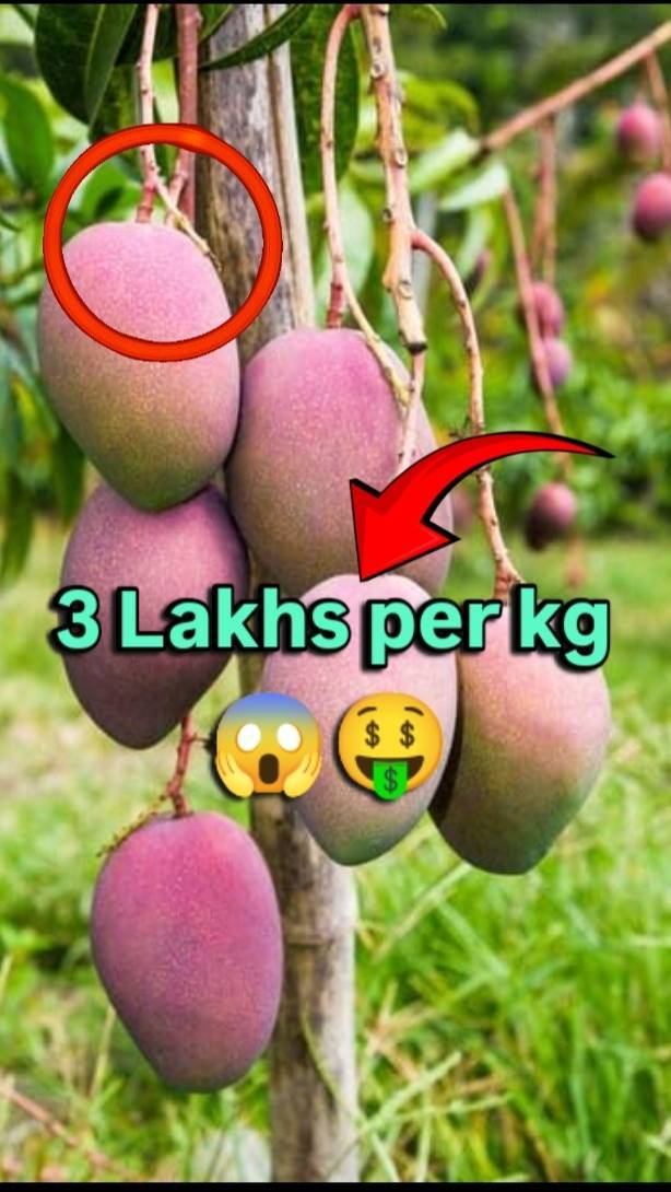 Ye Aam 2 Lakh Ka Bikta Hai 😱 | World's Most Expensive Mango