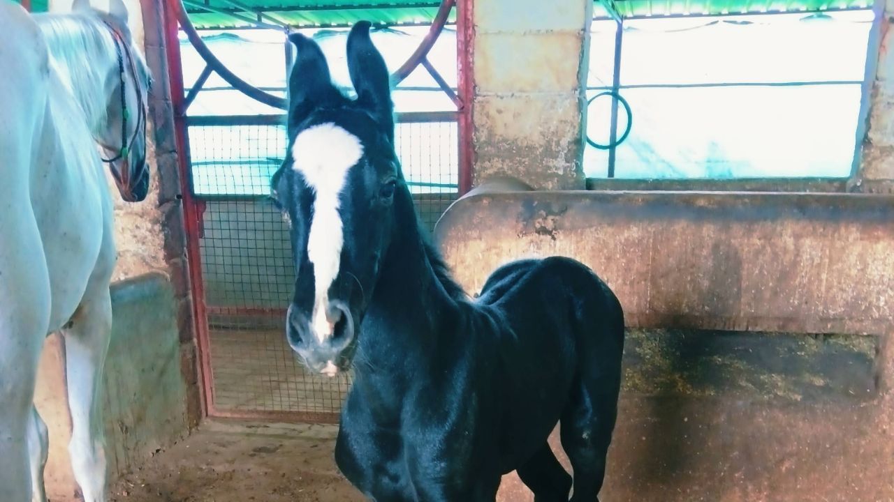 Horse લોવેસ..