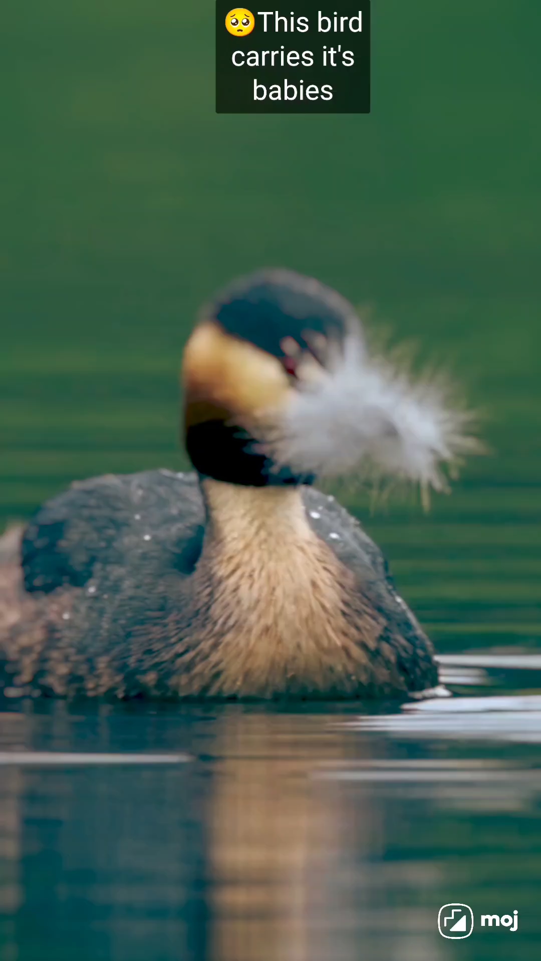 🥺 THIS BIRD CARRIES ITS BABIES... AND
FEEDS THEM WITH INCREDIBLE CARE! 🐦❤️