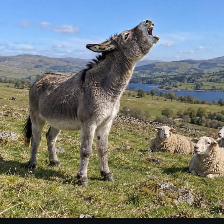 Donkey cctv on Bideo