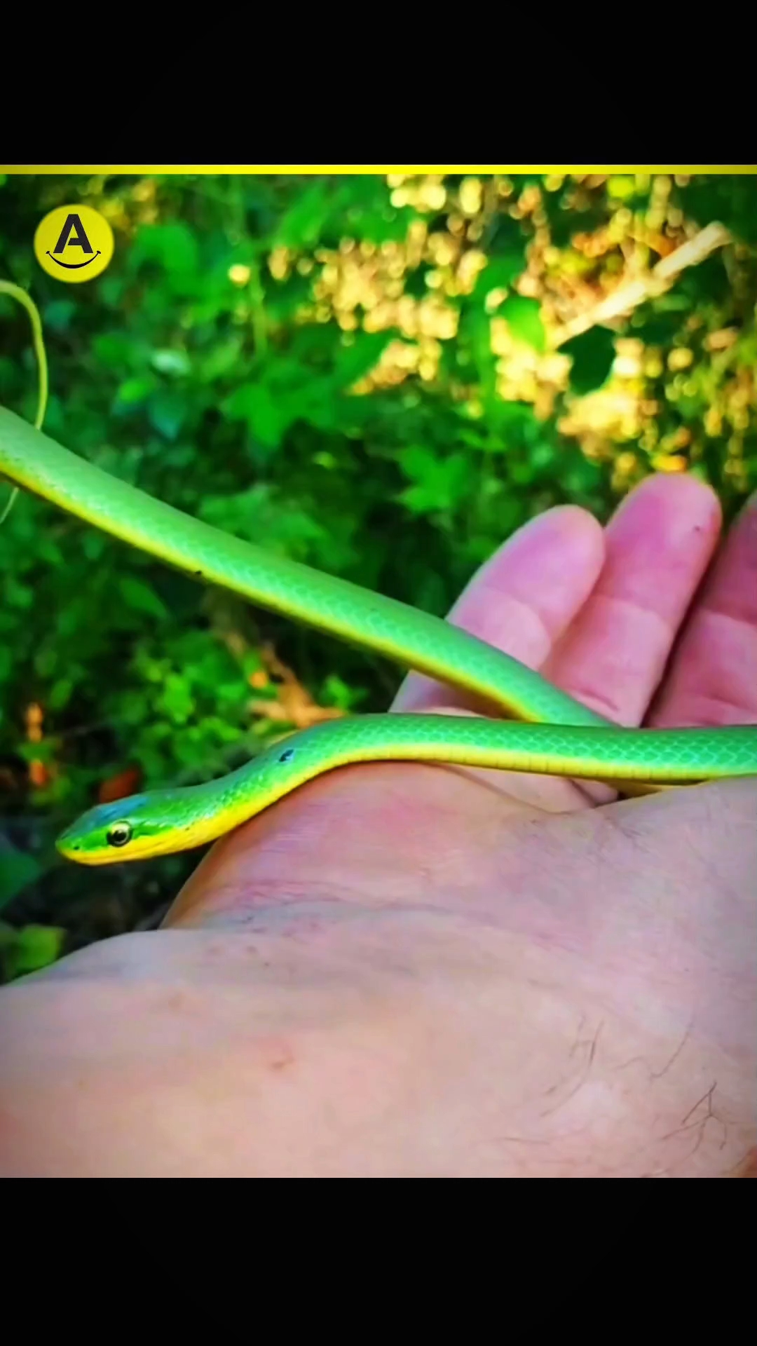 World Fastest And Slowest Snake