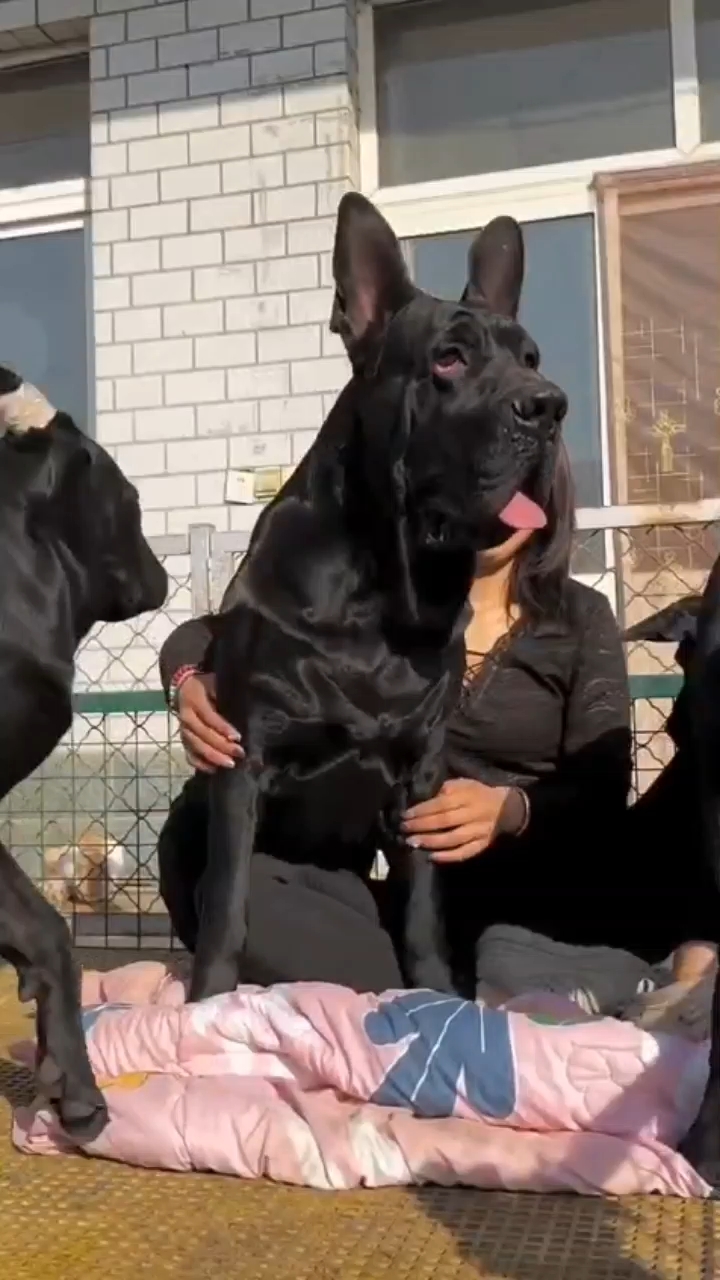 #doglife#doglover#dogloyalty