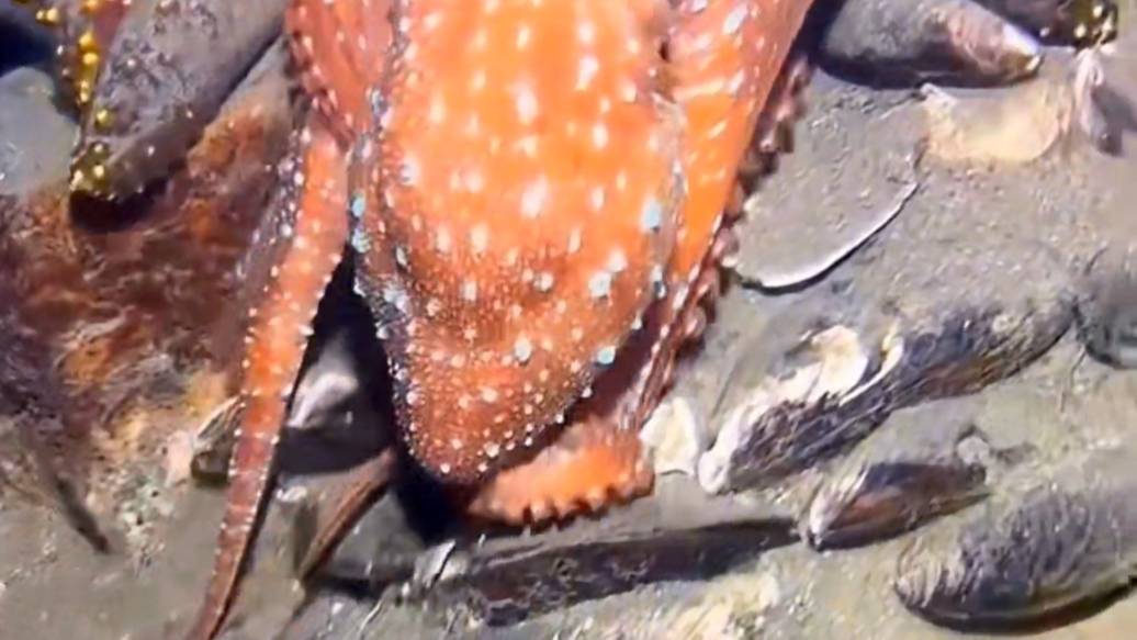 Eel Ocean catch monster