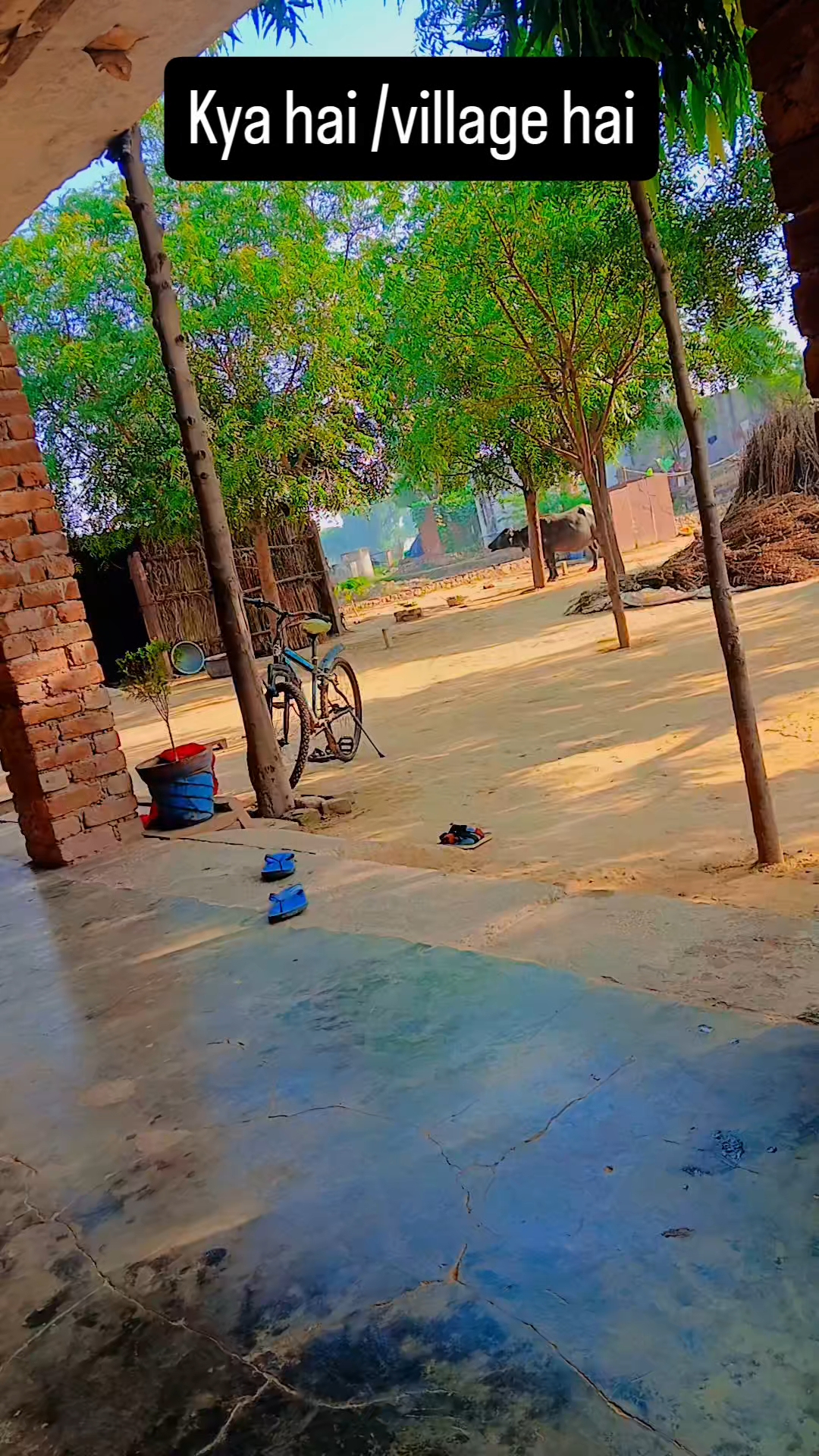 Deshi village video