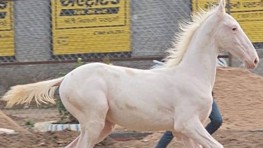 Horse loves