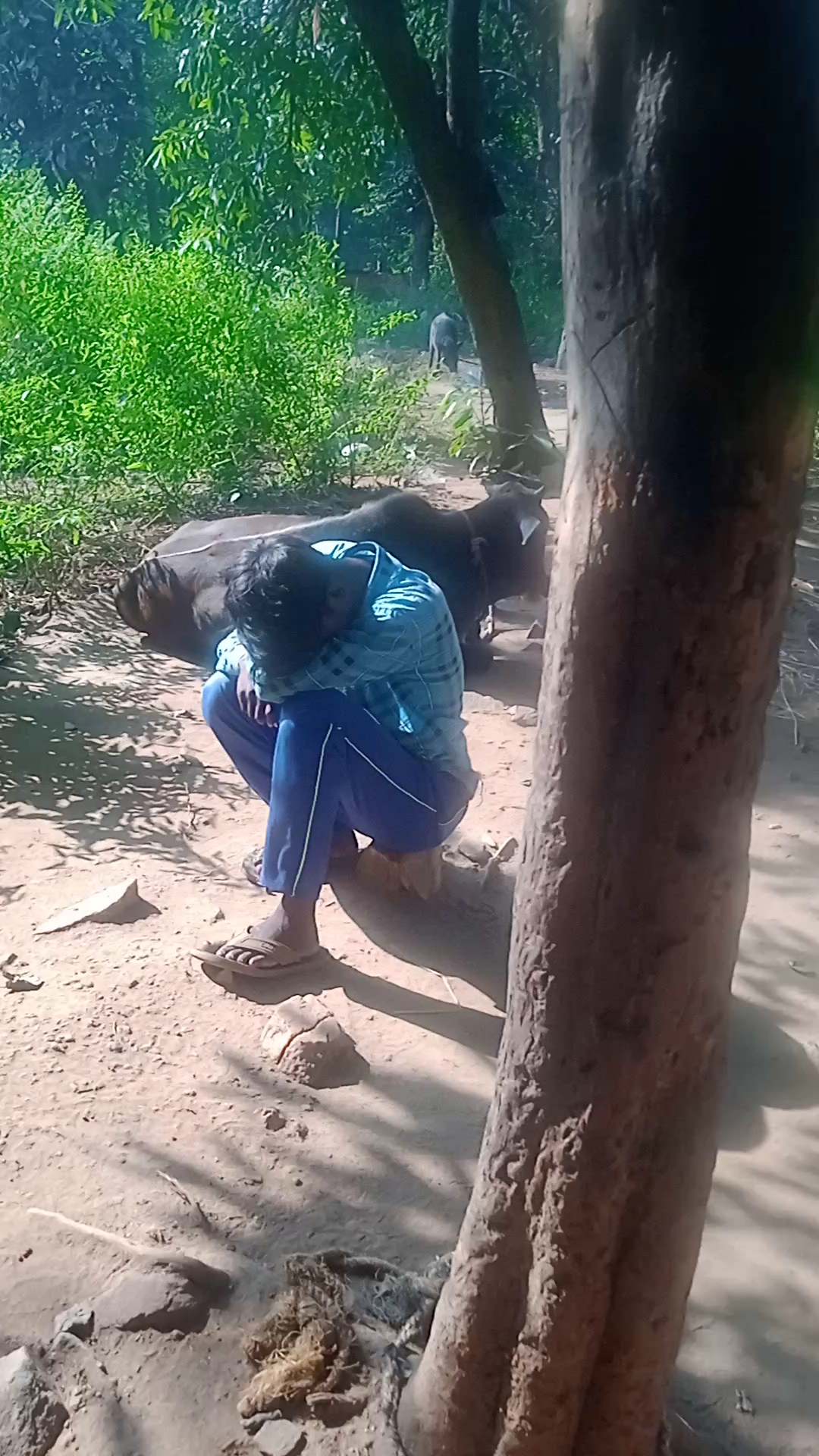 Desi blogging