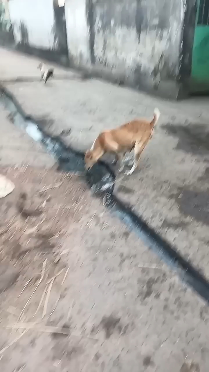 #hungry 💔I #love dog #hungry #feeding 🥺them #humanity 💯 fypシ