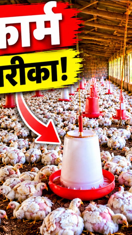 Power off poultry far