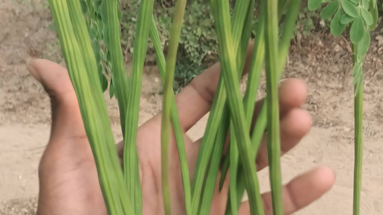 Moringa video