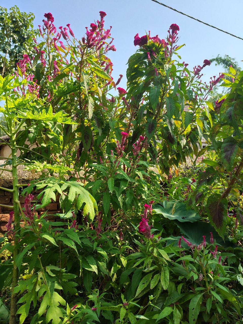 Post by Village nature on Bideo